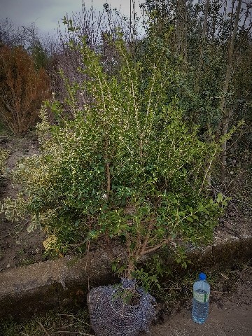 Osmanthus burkwoodii